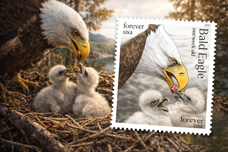 Bald Eagle Stamp Release Highlights Hatchling To Adult